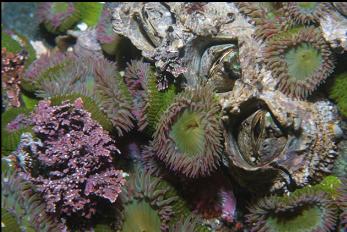 ANEMONES IN SHALLOWS