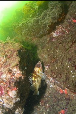 COPPER ROCKFISH IN SHALLOWS