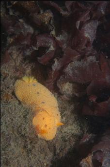 NUDIBRANCH