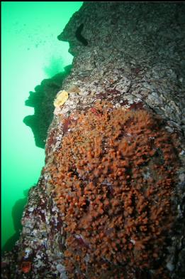 nudibranch and zoanthids