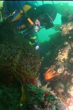 seastar and sponge on boulder