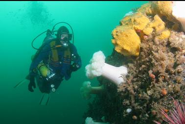 plumose anemones and sulphur sponge