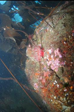 small fish-eating anemone