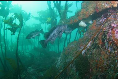 black rockfish and wreckage