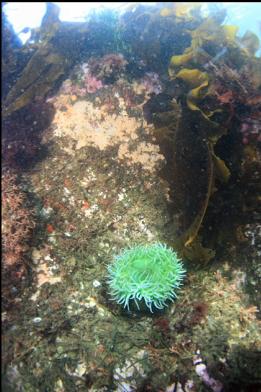 green anemone