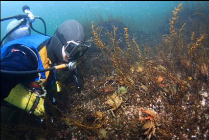 kelp crabs in shallows