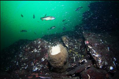 boot sponge, shrimp and rockfish