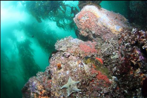 rockfish sitting on the rock