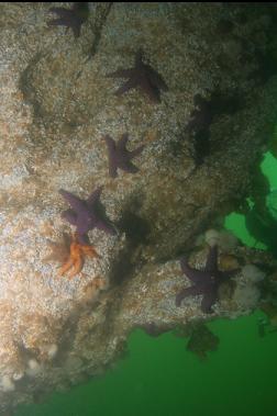 SEASTARS IN CAVERN