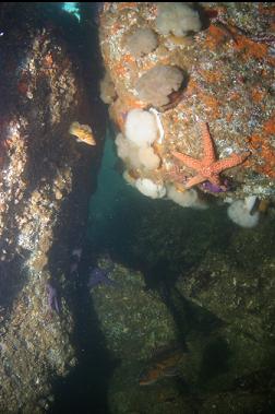 SMALL ROCKFISH UNDER SAME BOULDERS