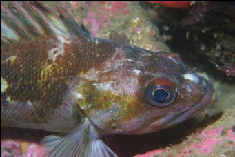 COPPER ROCKFISH