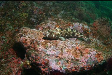 lingcod in shallows