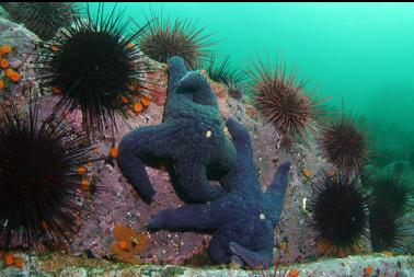 seastars and urchins in shallows