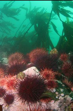 urchins and stalked kelp