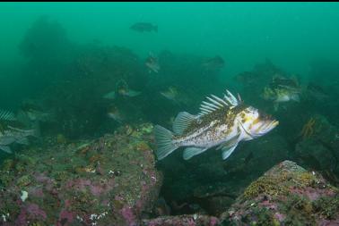 copper rockfish