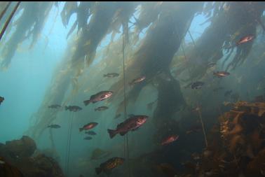 rockfish in kelp