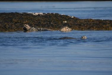 seals