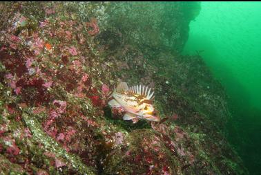 copper rockfish