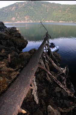 dead tree