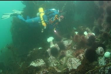 urchins and anemones near kelp