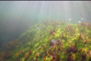 tiny perch and jellyfish in shallows