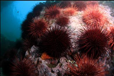 urchins