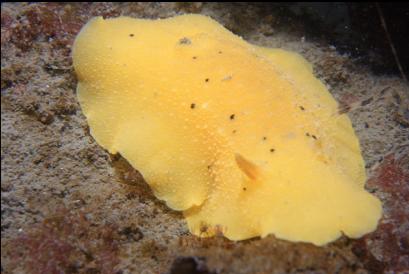 nudibranch