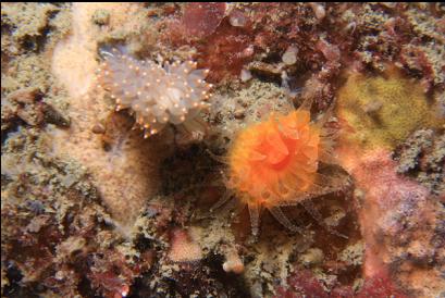 cup coral and nudibranch