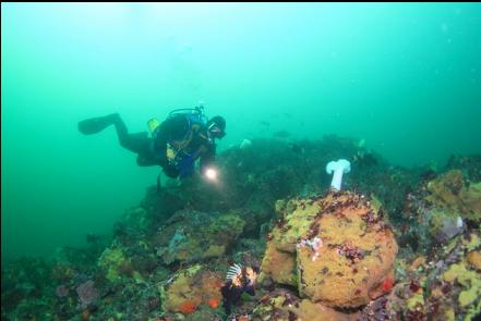 quillback rockfish at the end of the boulder pile