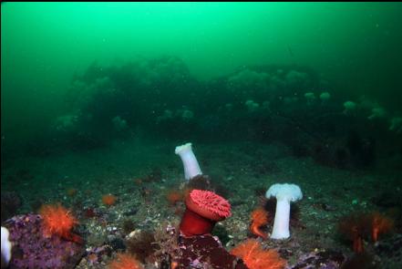 anemones and cucumbers in front of a reef