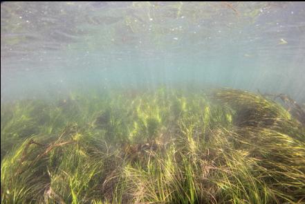 surfgrass in the gap between the islets