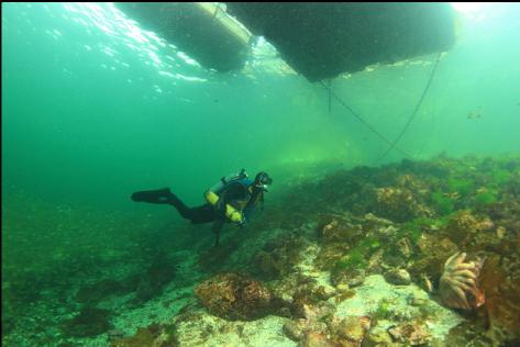 under the dock