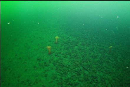 swimming back across the channel