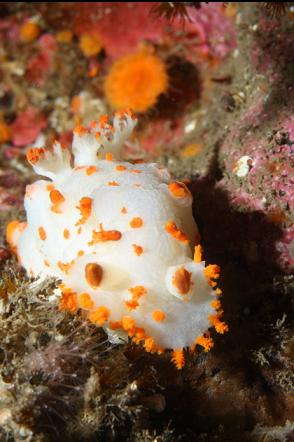 nudibranch