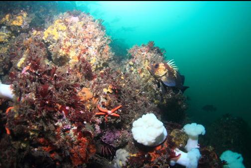 quillback rockfish