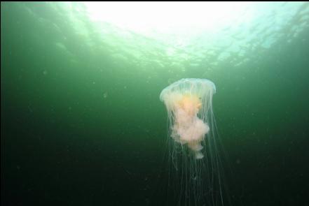 jellyfish