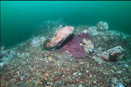 cabezon guarding eggs