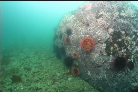 fish-eating anemone and urchins