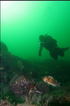 ROCKFISH AND FEATHER STARS