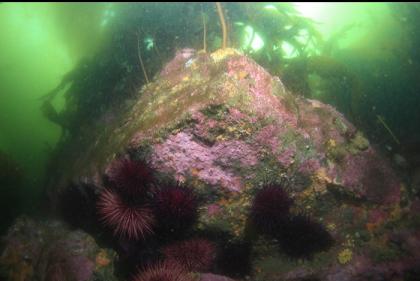 urchins under a rock under the kelp