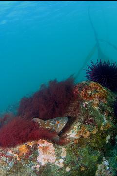 KELP GREENLING