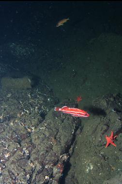 ANOTHER JUVENILE YELLOW-EYE ROCKFISH