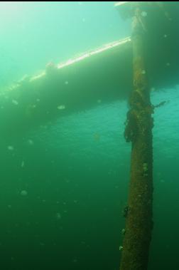 moon jellies under dock