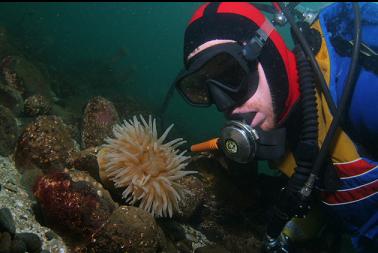 anemone in shallows