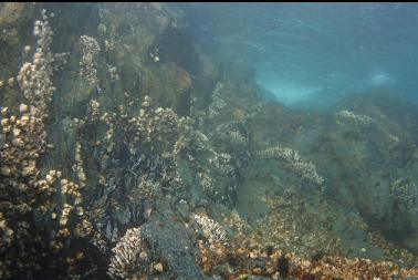 barnacles in shallows