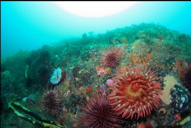 fish-eating anemones