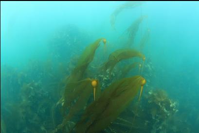 young bull kelp