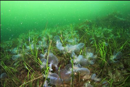 hooded nudibranchs on eelgrass