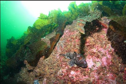 Great sculpin? in the bay