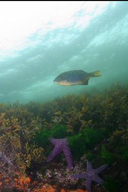 PERCH AND SEASTARS